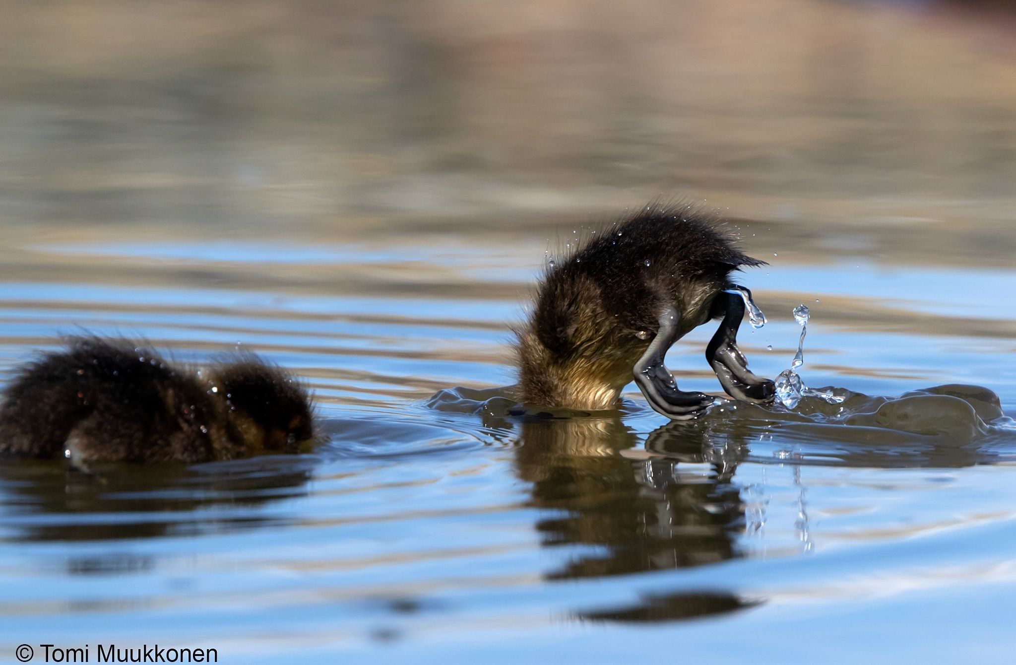 Dik sorish pornosini onlayn tomosha qiling
